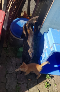 cam atat de mici erau puii Runei cand i-a adus la noi in curte