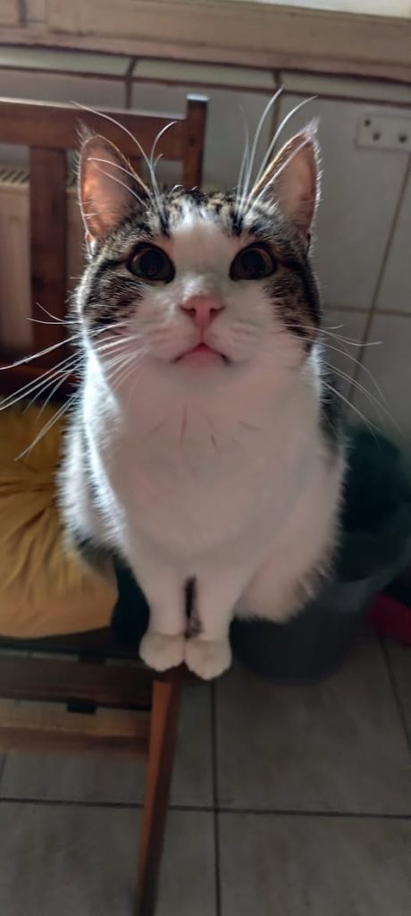 Mochi