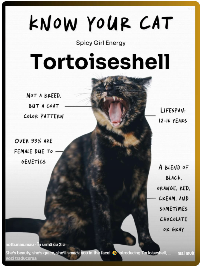tortitude - pisica tortie