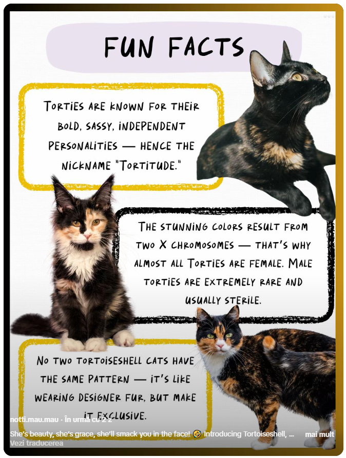 tortitude - pisica tortie