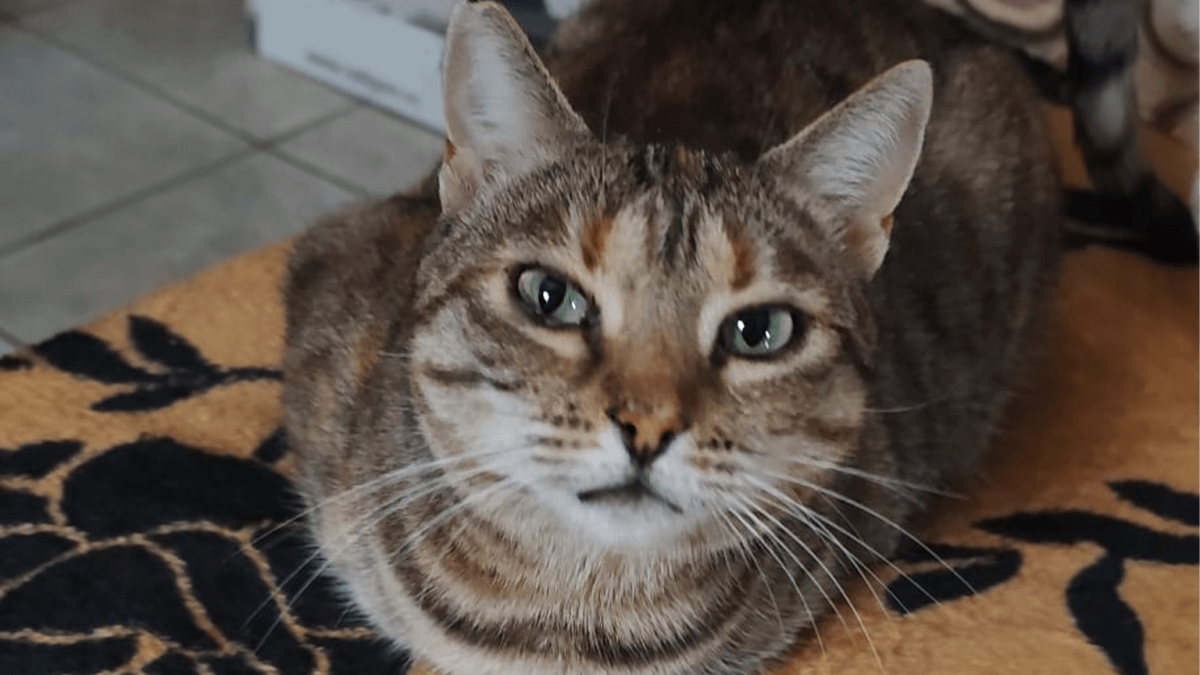 Lina - diva cu pisici